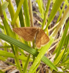 Idaea serpentata