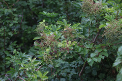 Sambucus nigra