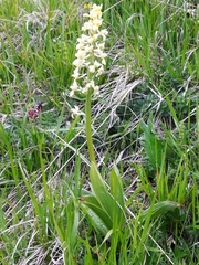 Orchis pallens