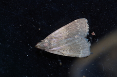 Hydrillodes pacifica