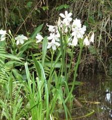 Crinum jagus