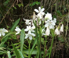 Crinum jagus