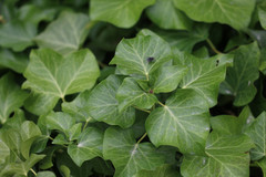 Hedera helix