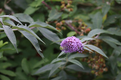 Buddleja davidii
