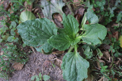Plantago major