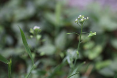 Capsella bursa-pastoris