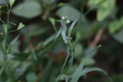 Capsella bursa-pastoris