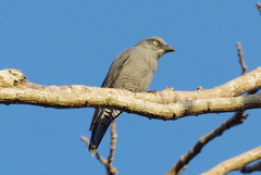 Coracina striata striata