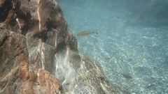 Kuhlia marginata