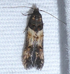 Stilbosis tesquella