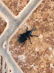 Odoiporus longicollis