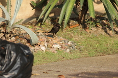 Acridotheres cristatellus