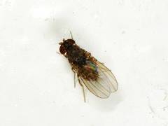 Drosophila repleta