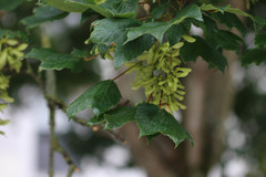Acer pseudoplatanus