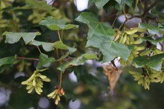 Acer pseudoplatanus