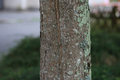 Acer pseudoplatanus