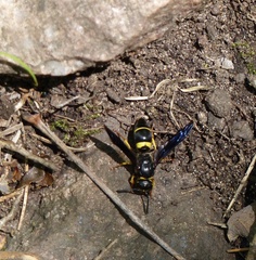 Ancistrocerus spinolae