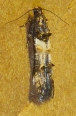 Stilbosis tesquella