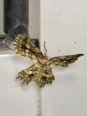 Fritillerinnys clathraria