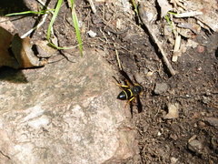 Ancistrocerus spinolae