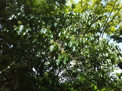 Dendropanax arboreus