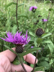 Centaurea phrygia