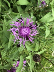 Centaurea phrygia