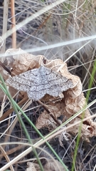 Isturgia murinaria