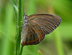 Neonympha areolatus