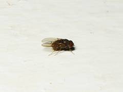 Drosophila repleta