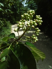 Dendropanax arboreus