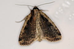 Eueretagrotis sigmoides