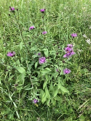 Centaurea phrygia
