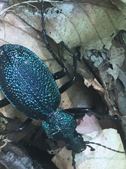 Carabus scabrosus