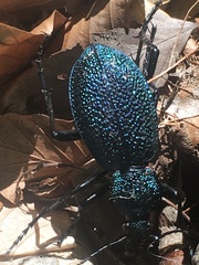Carabus scabrosus