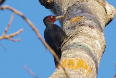 Mulleripicus funebris