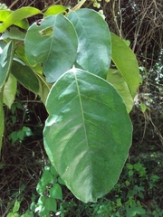 Dendropanax arboreus