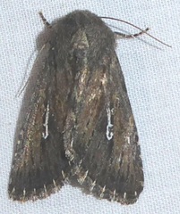 Sideridis uscripta