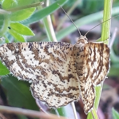 Heliomata glarearia