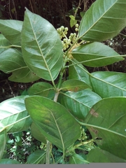 Dendropanax arboreus