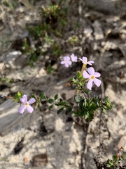 Chaenostoma hispidum