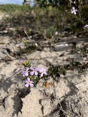 Chaenostoma hispidum