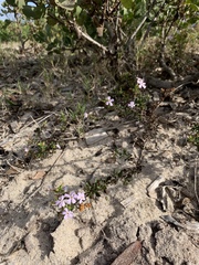 Chaenostoma hispidum