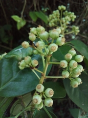 Dendropanax arboreus