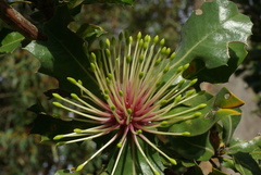Banksia ilicifolia