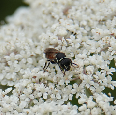 Hylaeus variegatus