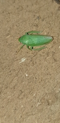 Krisnini