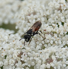 Hylaeus variegatus