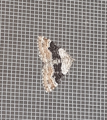 Xanthorhoe quadrifasiata