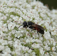 Hylaeus variegatus